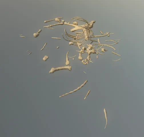 p_skelremequine01x