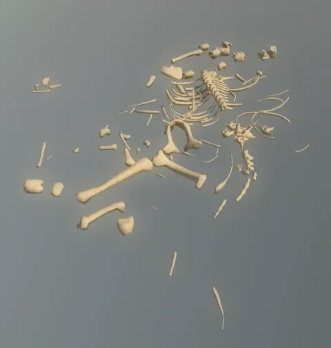 p_skelremequine02x
