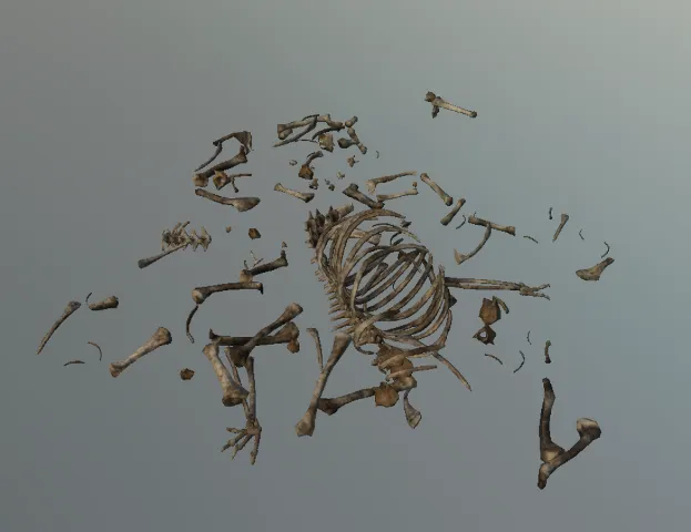 p_skelremfeline01x