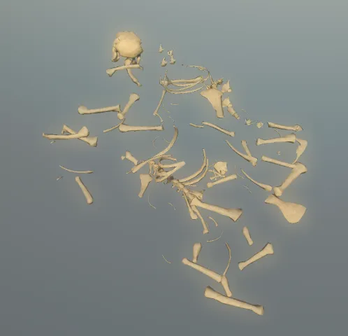 p_skelremfeline03x