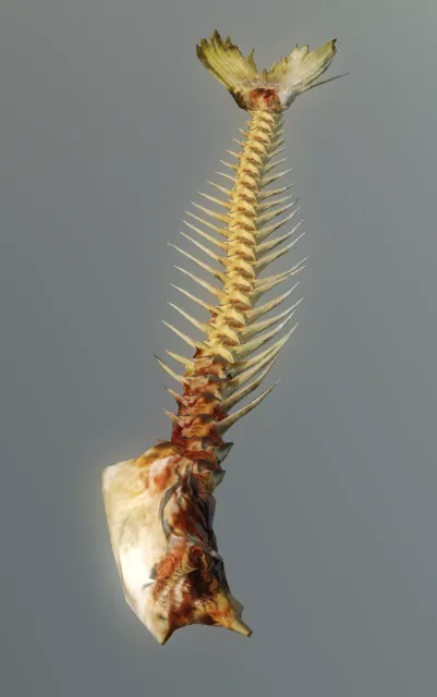 p_skelremfishlarge
