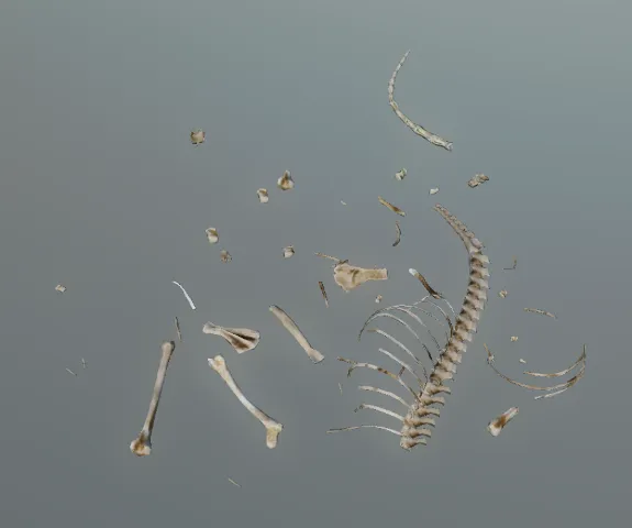 p_skelremrodent01x