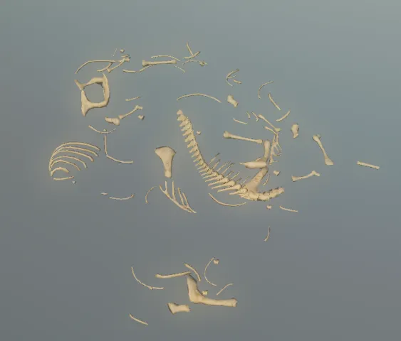 p_skelremsuidae01x