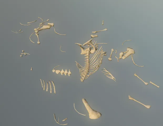 p_skelremsuidae02x