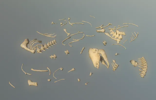 p_skelremsuidae03x