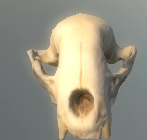 p_skull_animal_small_002