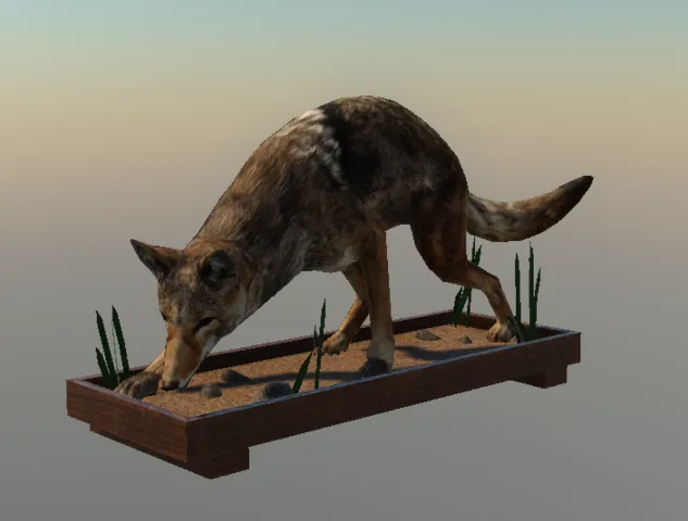 p_taxidermycoyote02x