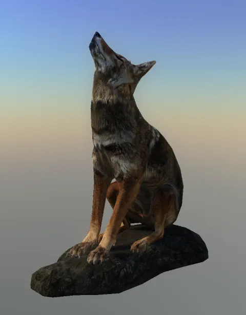 p_taxidermycoyote03x