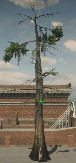 p_tree_baldcypress_07