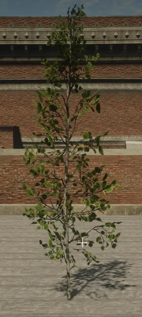 p_tree_birch_01_sapling