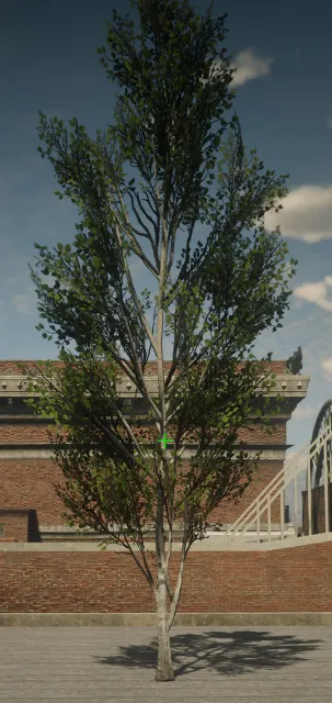 p_tree_birch_03