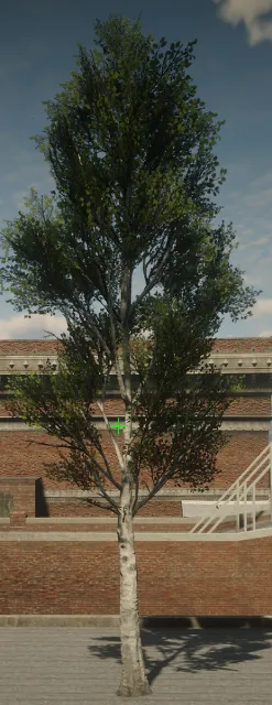 p_tree_birch_03_md