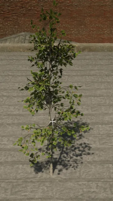 p_tree_birch_03_sapling