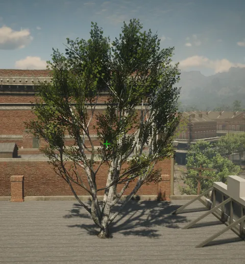 p_tree_birch_multistem