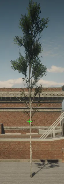 p_tree_birch_tall_sap
