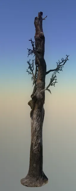 p_tree_fallen_pineprop