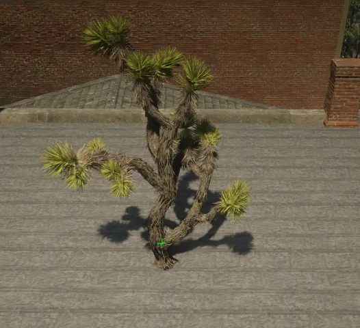 p_tree_joshua_01d