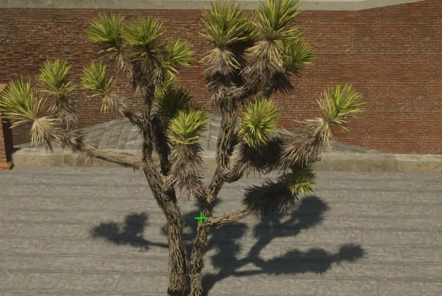 p_tree_joshua_02e