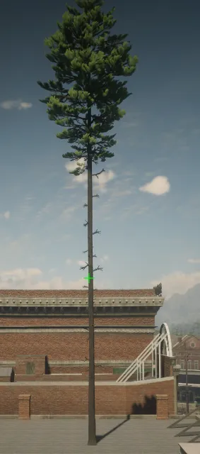 p_tree_lodgepole_01