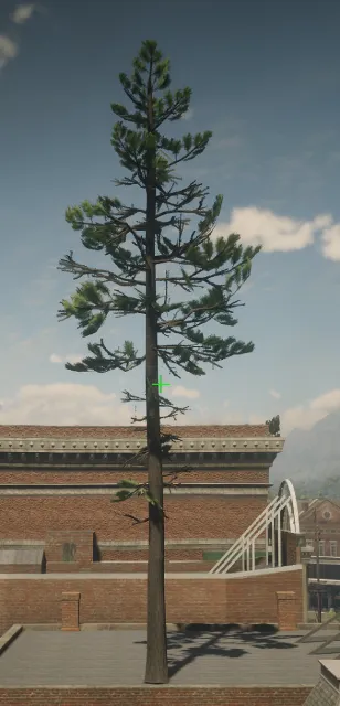 p_tree_lodgepole_04