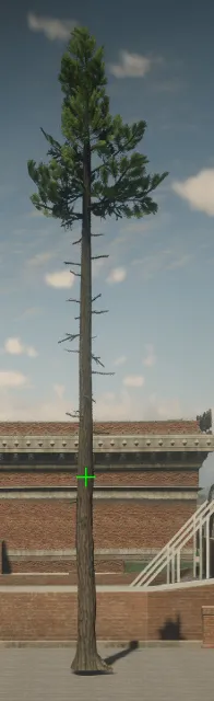 p_tree_lodgepole_07