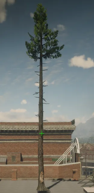 p_tree_lodgepole_07a