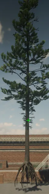 p_tree_lodgepole_roots_01