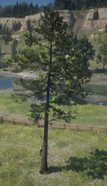 p_tree_longleafpine_02