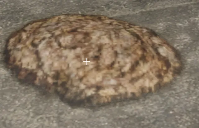 proc_cowpat_02
