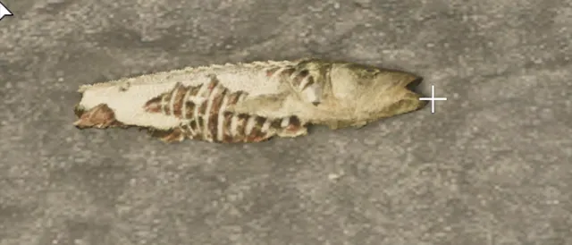 prop_deadfish_01