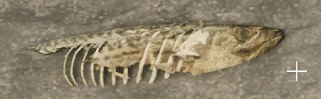 prop_deadfish_02
