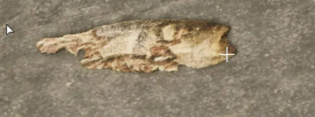 prop_deadfish_03